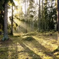 Valla Wood Nature Reserve - Linkoping