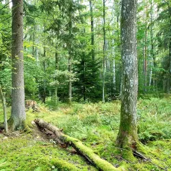 Valla Wood Nature Reserve - Linkoping