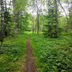 Valla Wood Nature Reserve - Linkoping