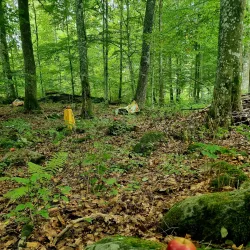 Haganäs Nature Reserve - Älmhult