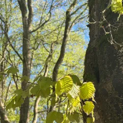 Haganäs Nature Reserve - Älmhult