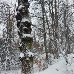 Haganäs Nature Reserve - Älmhult