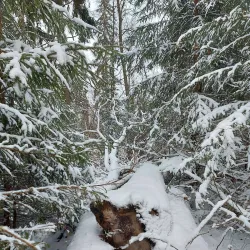 Haganäs Nature Reserve - Älmhult