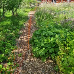 Linnés Råshult - Älmhult