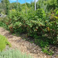 Linnés Råshult - Älmhult