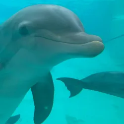 Kolmården Wildlife Park - Norrkoping