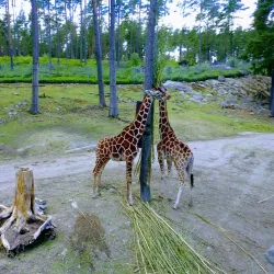 Kolmården Wildlife Park - Norrkoping