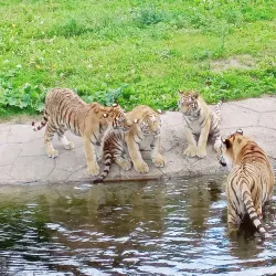 Kolmården Wildlife Park - Norrkoping
