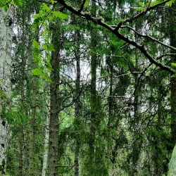 Bergshamra Nature Reserve - Norrtälje