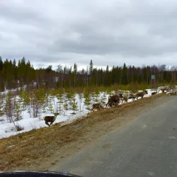 Norsjö Ski Trails - Norsjo (Norsjö)