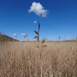 Nyköping Nature Reserve - Nyköping