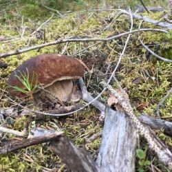 Nyköping Nature Reserve - Nyköping