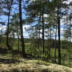 Nyköping Nature Reserve - Nyköping