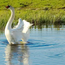Oset and Rynningeviken Nature Reserve - Orebro