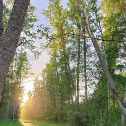 Oset and Rynningeviken Nature Reserve - Orebro