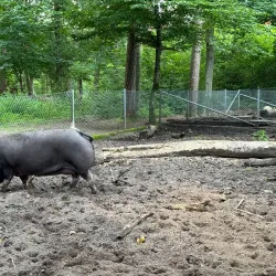 Hembygdsparken (Local Heritage Park) - Orkelljunga