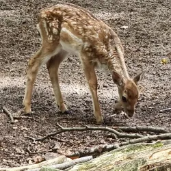 Hembygdsparken (Local Heritage Park) - Orkelljunga