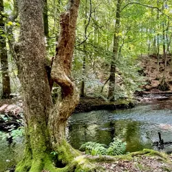 Örkelljunga Nature Reserve - Orkelljunga