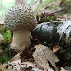 Örkelljunga Nature Reserve - Orkelljunga