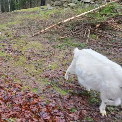 Skåneleden Trail Section near Örkelljunga - Orkelljunga