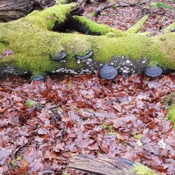 Ivösjön Lake - Osby