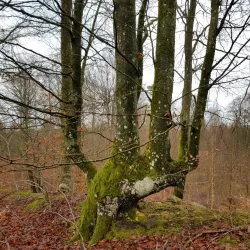 Ivösjön Lake - Osby