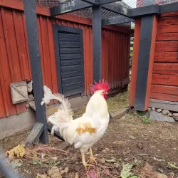 Stensjö By Open-Air Museum - Oskarshamn