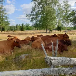 Stensjö By Open-Air Museum - Oskarshamn