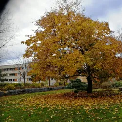 Piteå City Park (Stadsparken) - Piteå