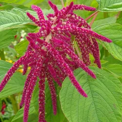 Piteå City Park (Stadsparken) - Piteå