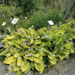 Piteå City Park (Stadsparken) - Piteå