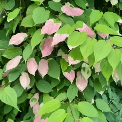 Piteå City Park (Stadsparken) - Piteå