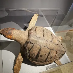 Piteå Museum - Piteå