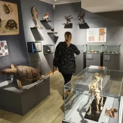 Piteå Museum - Piteå