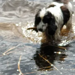 Storsjön Lake - Sandviken