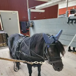 Axevalla Horse Racing Track - Skara