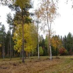 Vitberget Recreation Area - Skelleftea