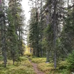 Vitberget Recreation Area - Skelleftea