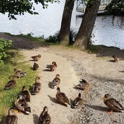 Lake Sävelången - Sollebrunn