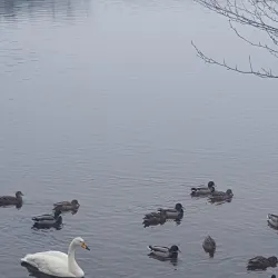 Lake Sävelången - Sollebrunn