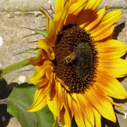 Local Farms and Markets - Sollebrunn