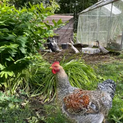 Local Farms and Markets - Sollebrunn