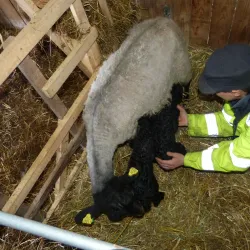 Local Farms and Markets - Sollebrunn
