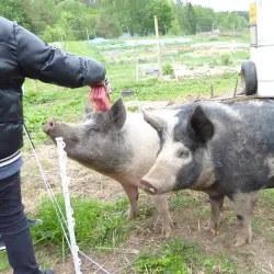 Local Farms and Markets - Sollebrunn
