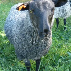 Local Farms and Markets - Sollebrunn