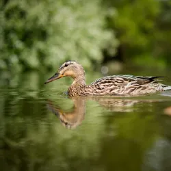 Staffanstorp Community Park - Staffanstorp