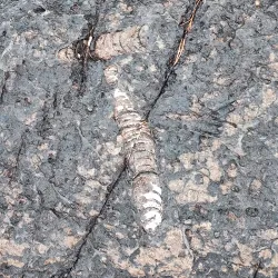 Gåsvikens Naturreservat - Östersund