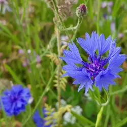Duvbo Park - Sundbyberg