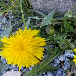 Duvbo Park - Sundbyberg