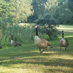 Sundbybergs Golfklubb - Sundbyberg